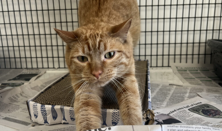 Adorable Adoptables: Rusty, Oswald, and Tatters