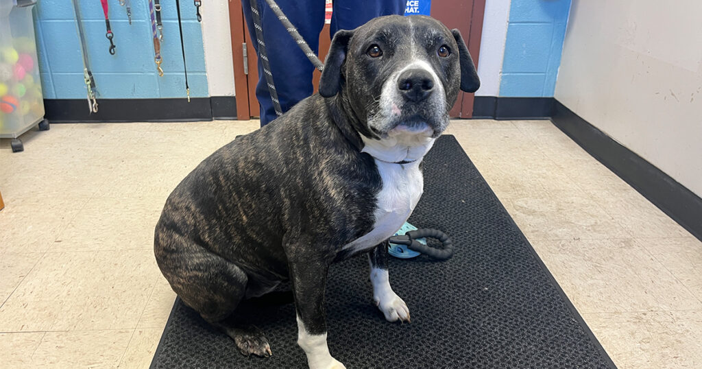 Adorable Adoptables: Maggie, Obie, Maize