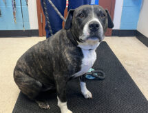 Adorable Adoptables: Maggie, Obie, Maize