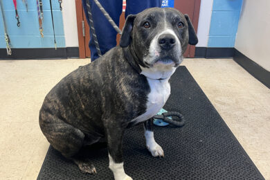 Adorable Adoptables: Maggie, Obie, Maize
