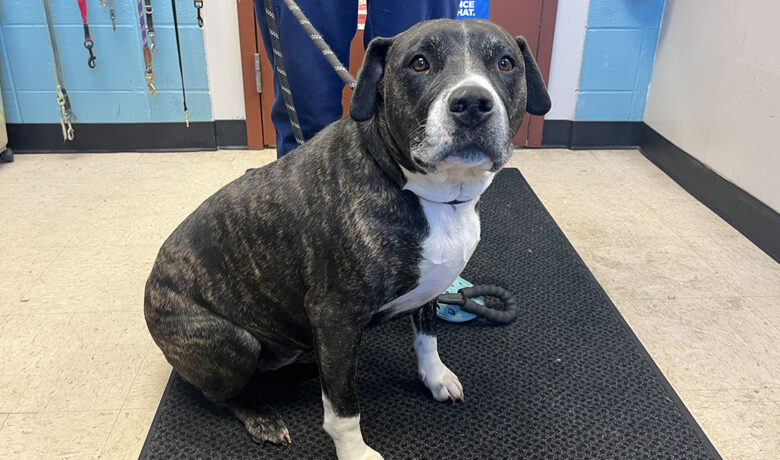 Adorable Adoptables: Maggie, Obie, Maize