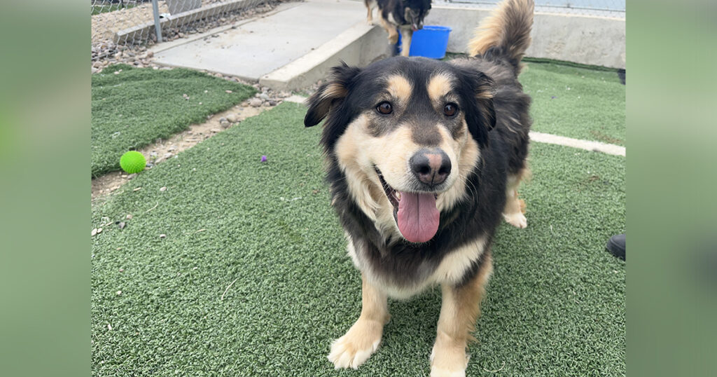 Adorable Adoptables: Kiara, Molly, and Helga
