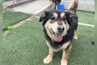 Adorable Adoptables: Kiara, Molly, and Helga