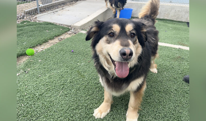 Adorable Adoptables: Kiara, Molly, and Helga