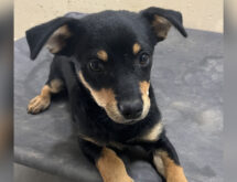 Adorable Adoptables: Petey, Sylvie and Alta