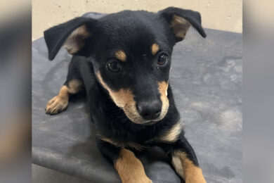 Adorable Adoptables: Petey, Sylvie and Alta