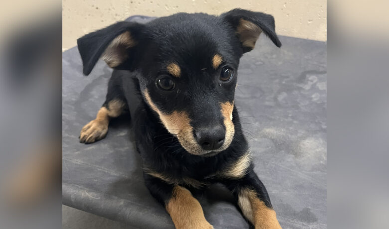 Adorable Adoptables: Petey, Sylvie and Alta