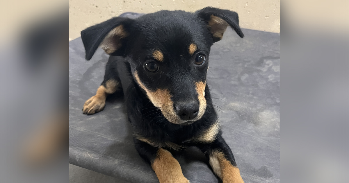 Adorable Adoptables: Petey, Sylvie and Alta