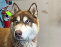 Adorable Adoptables: Chato, Mocha and Samba