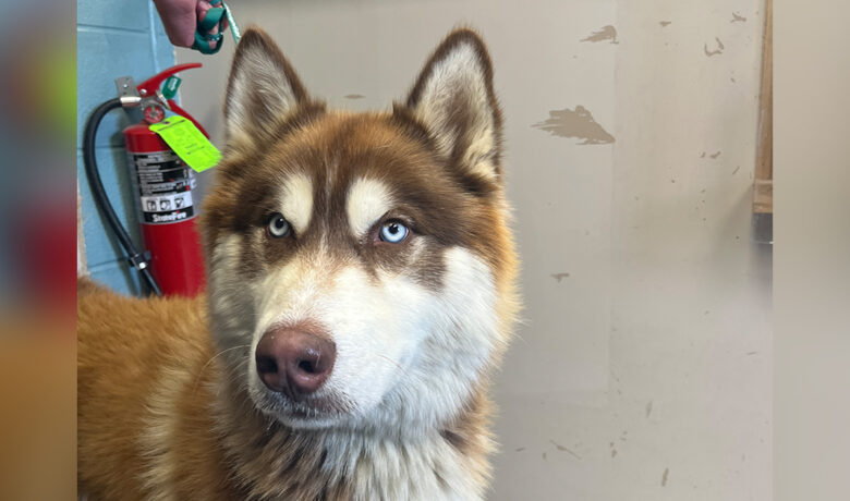 Adorable Adoptables: Chato, Mocha and Samba
