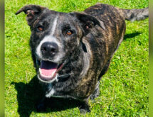 Adorable Adoptables: Arrow, Cleopatra, The Flower Litter