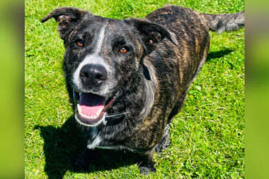 Adorable Adoptables: Arrow, Cleopatra, The Flower Litter