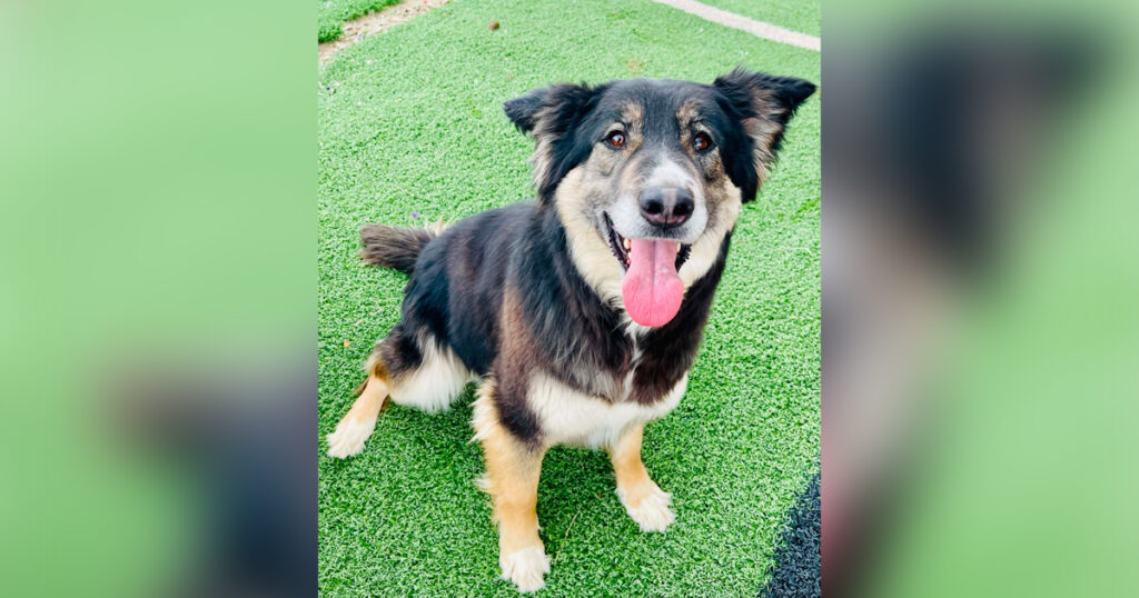 Adorable Adoptables: Winnie, Molly, and Wylee