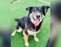 Adorable Adoptables: Winnie, Molly, and Wylee