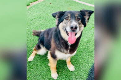 Adorable Adoptables: Winnie, Molly, and Wylee