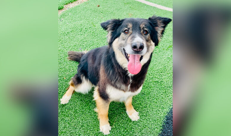 Adorable Adoptables: Winnie, Molly, and Wylee