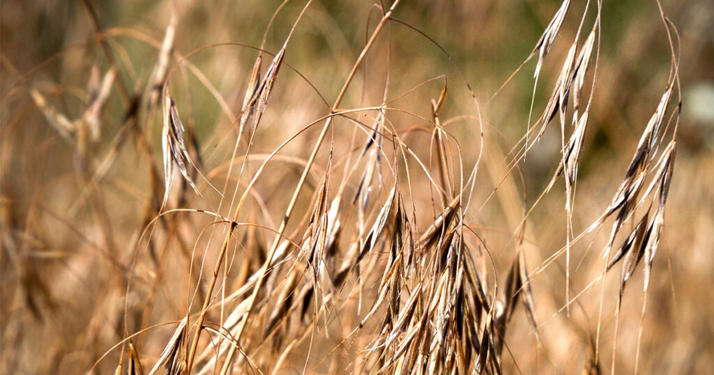 BLM, County Weed and Pest, Announce Cheatgrass Treatment South of Rock Springs
