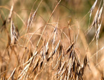 BLM, County Weed and Pest, Announce Cheatgrass Treatment South of Rock Springs