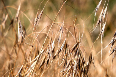 BLM, County Weed and Pest, Announce Cheatgrass Treatment South of Rock Springs