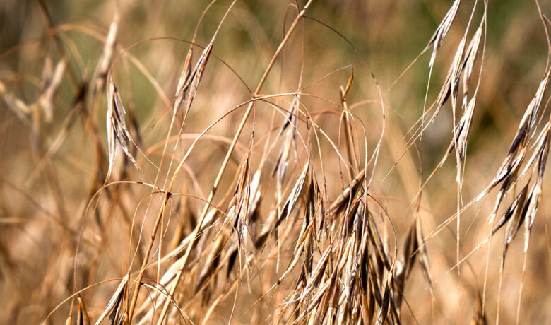 BLM, County Weed and Pest, Announce Cheatgrass Treatment South of Rock Springs