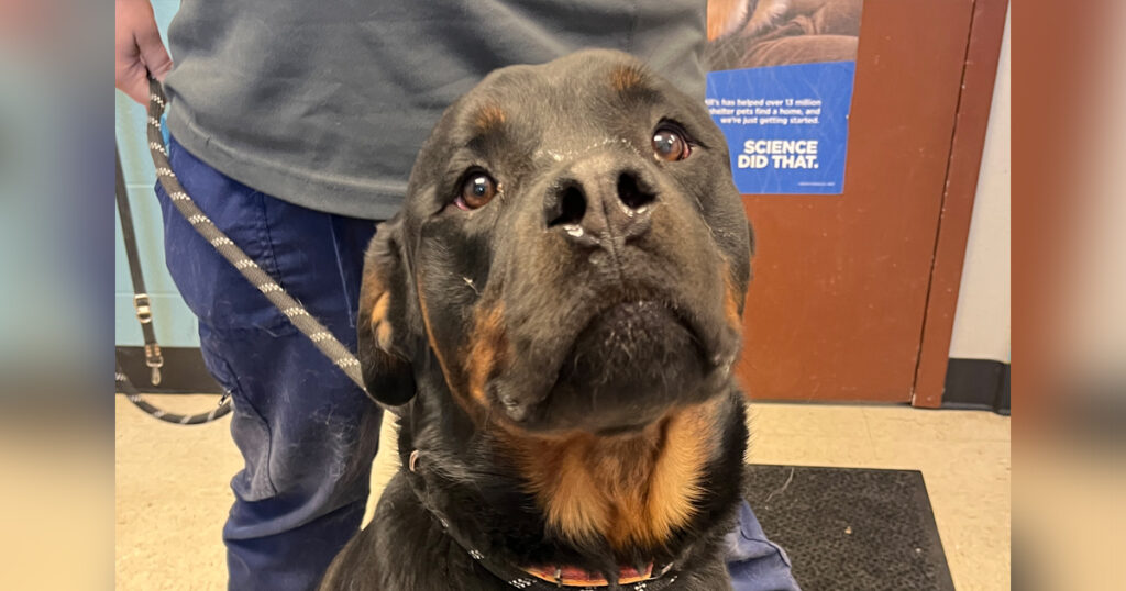 Adorable Adoptables: George, King, Marlie