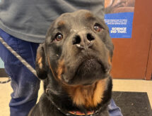 Adorable Adoptables: George, King, Marlie