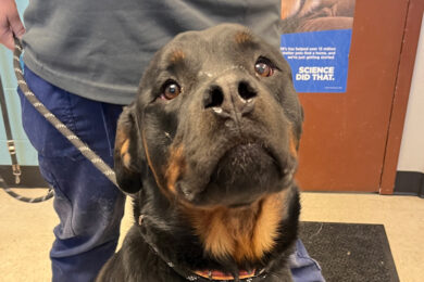 Adorable Adoptables: George, King, Marlie
