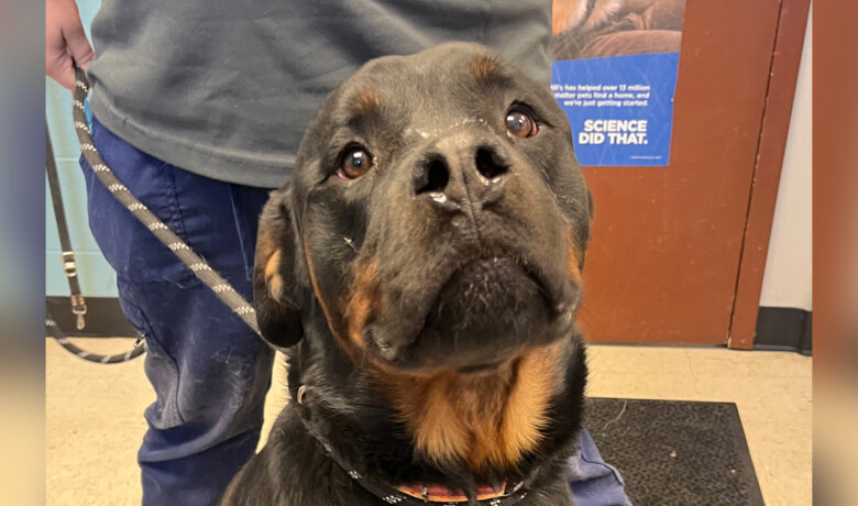 Adorable Adoptables: George, King, Marlie