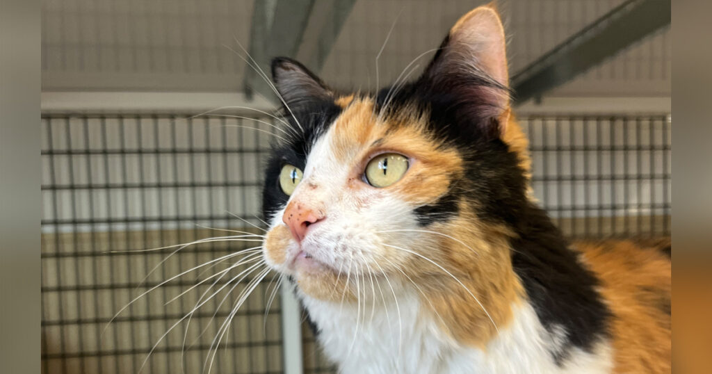 Adorable Adoptables: Hailey, Suki, and Bear