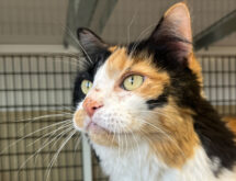 Adorable Adoptables: Hailey, Suki, and Bear
