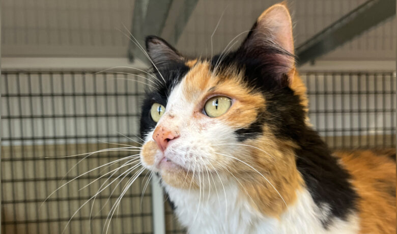 Adorable Adoptables: Hailey, Suki, and Bear
