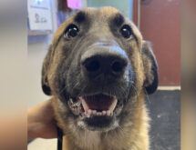Adorable Adoptables: Luke, Leia and Molly