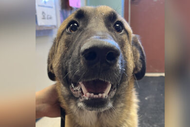 Adorable Adoptables: Luke, Leia and Molly