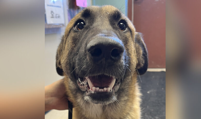 Adorable Adoptables: Luke, Leia and Molly