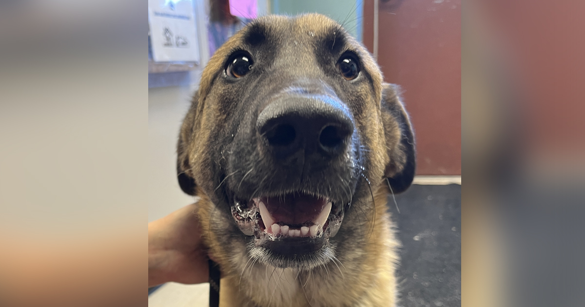 Adorable Adoptables: Luke, Leia and Molly