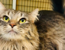 Adorable Adoptables: Ledger, Baby and Kyle