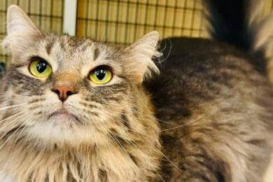 Adorable Adoptables: Ledger, Baby and Kyle