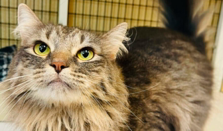 Adorable Adoptables: Ledger, Baby and Kyle