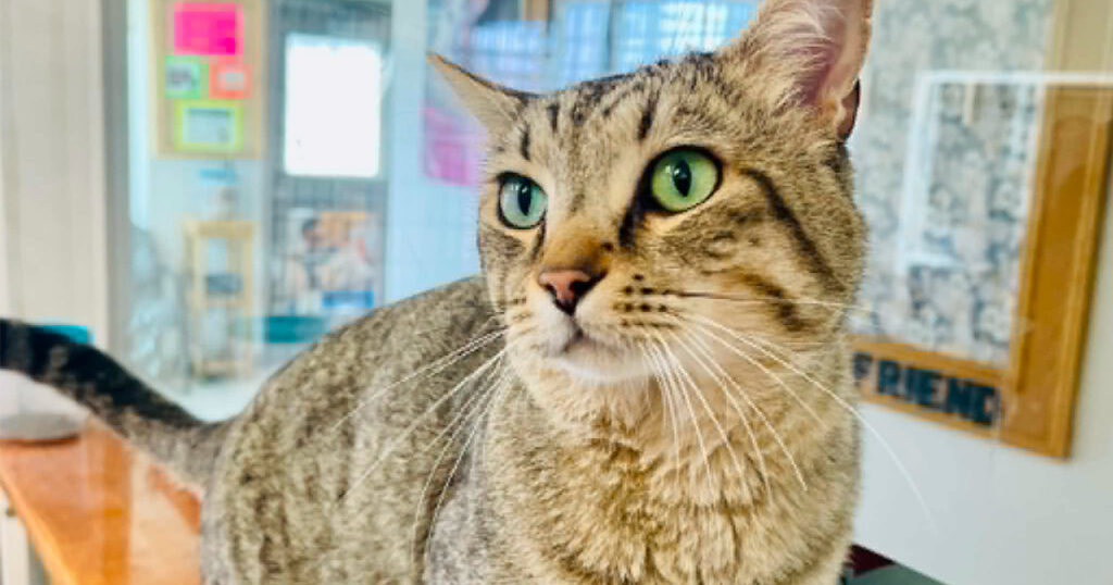 Adorable Adoptables: Albert, Hank, Rex