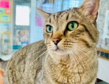 Adorable Adoptables: Albert, Hank, Rex