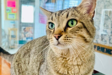 Adorable Adoptables: Albert, Hank, Rex