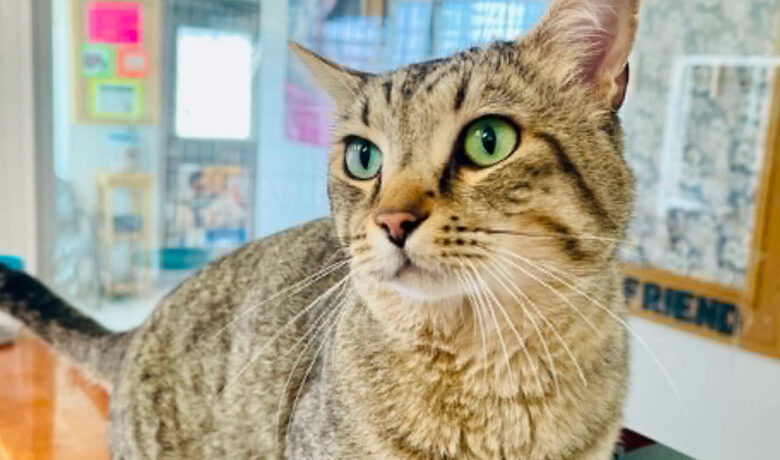 Adorable Adoptables: Albert, Hank, Rex