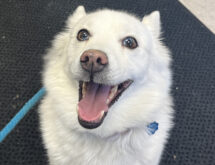 Adorable Adoptables: Freya, Loki, Laa-Laa and Po