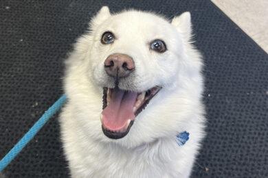 Adorable Adoptables: Freya, Loki, Laa-Laa and Po