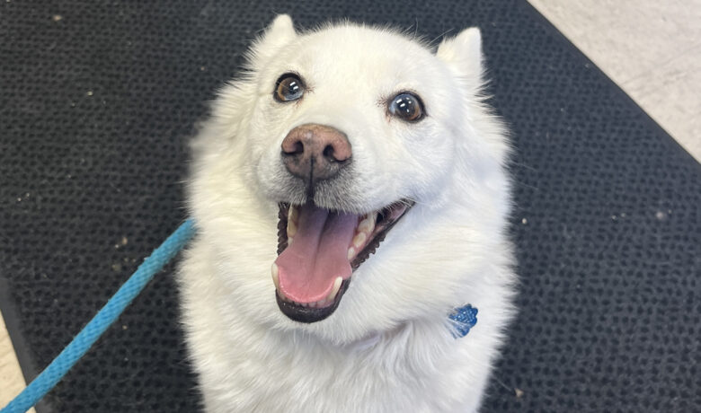 Adorable Adoptables: Freya, Loki, Laa-Laa and Po