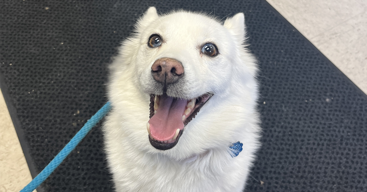 Adorable Adoptables: Freya, Loki, Laa-Laa and Po