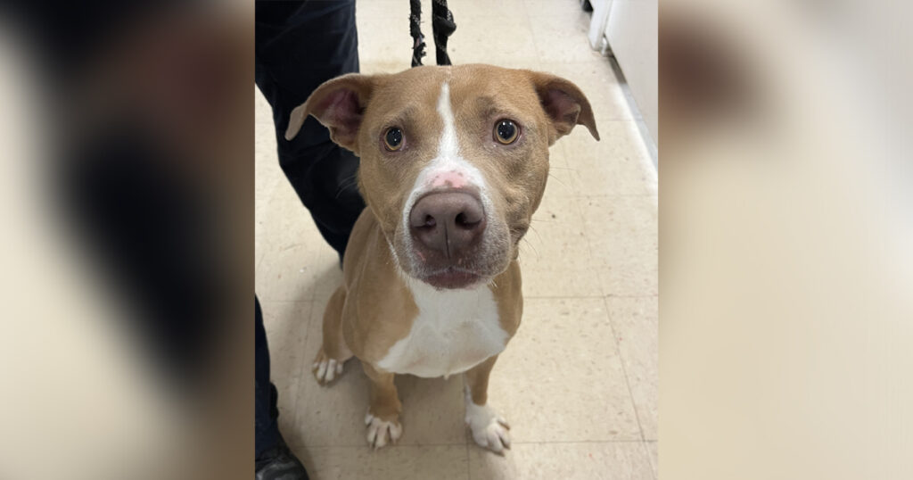 Adorable Adoptables: Thor, Nuke and Gandalf The Grey