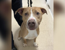 Adorable Adoptables: Thor, Nuke and Gandalf The Grey