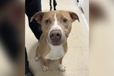 Adorable Adoptables: Thor, Nuke and Gandalf The Grey