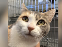 Adorable Adoptables: Dolly Purrton, Jolene, Indigo